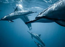 开云体育登录-九游体育官网：开启沉浸式游戏新纪元的官方入口